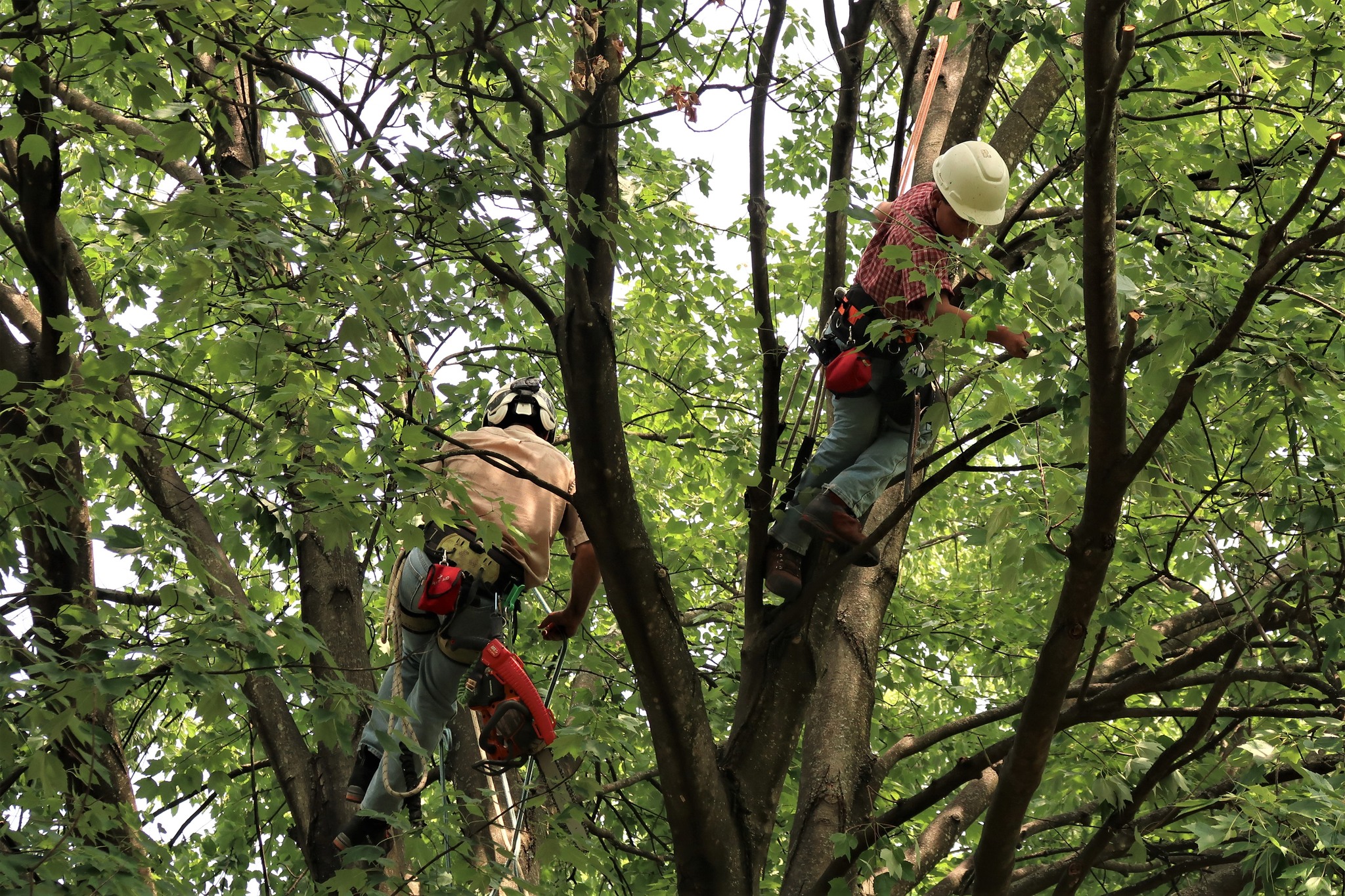 Tree Trimming