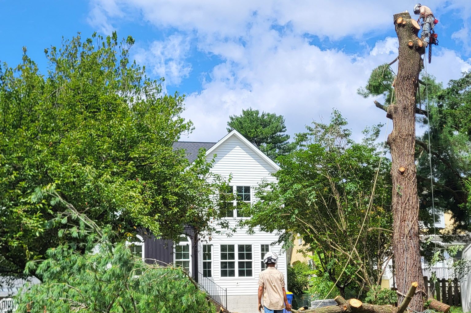 Tree Removal