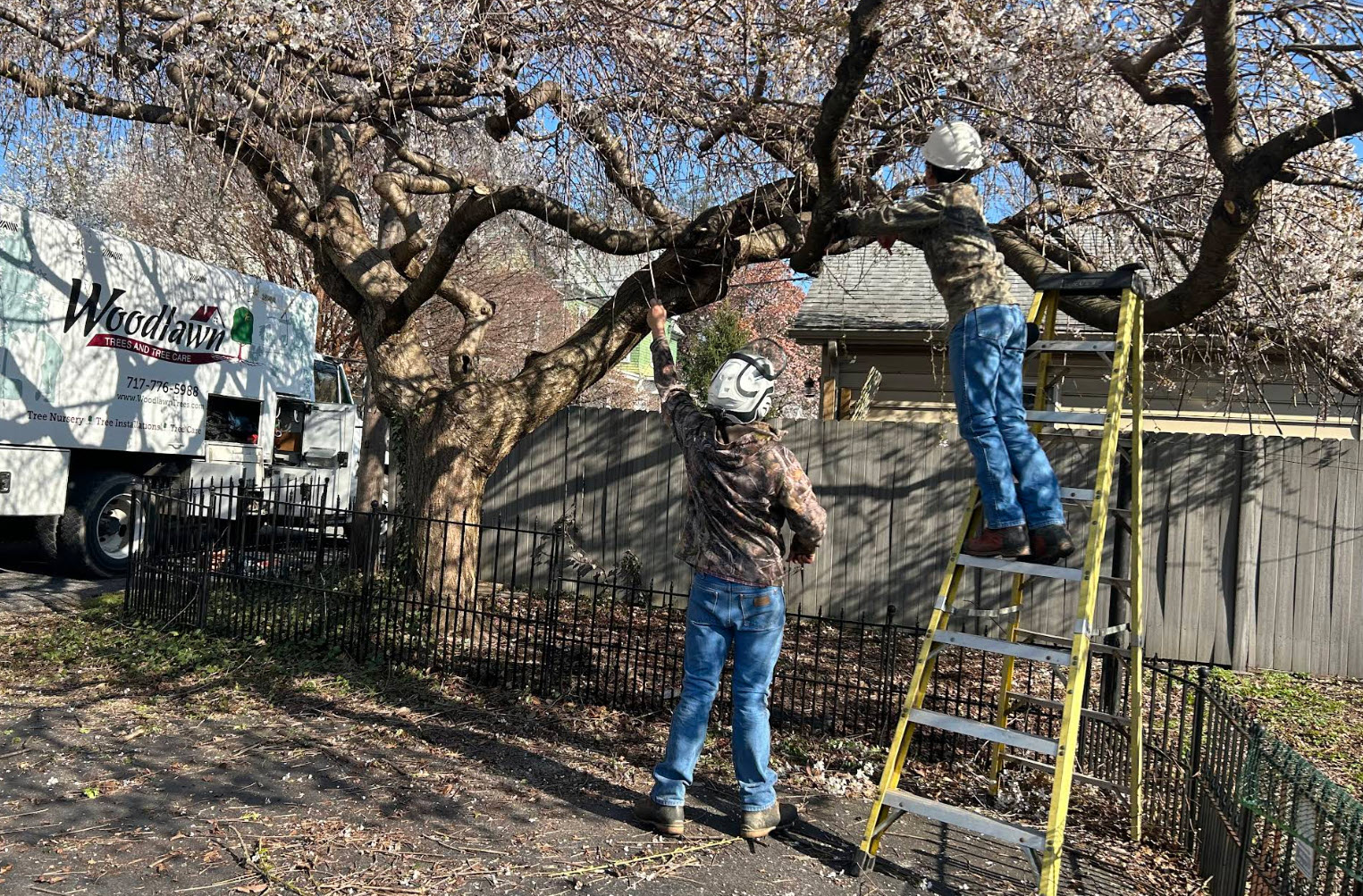 Arborist Consulting Service