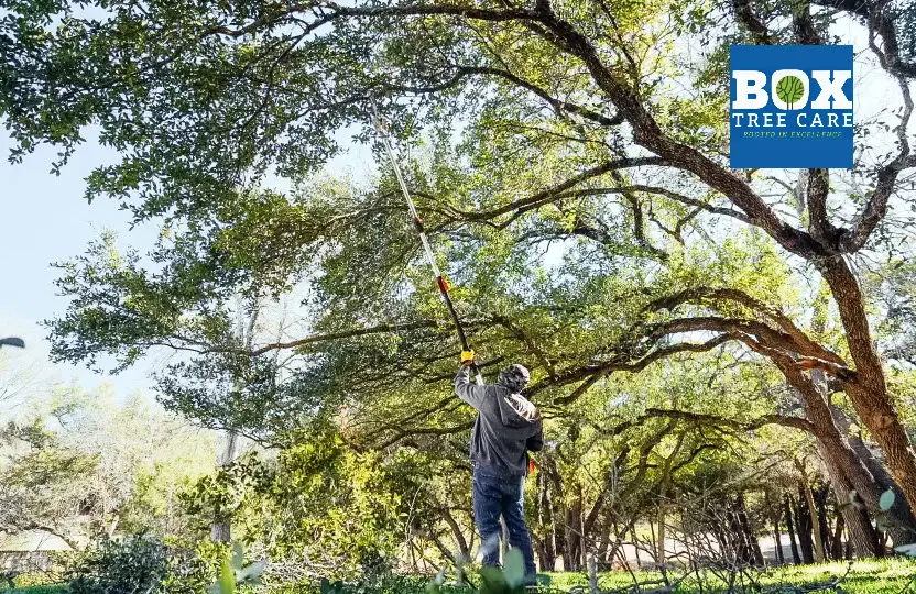 Tree Care services in 