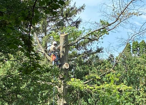 Tree Care services in Cabins