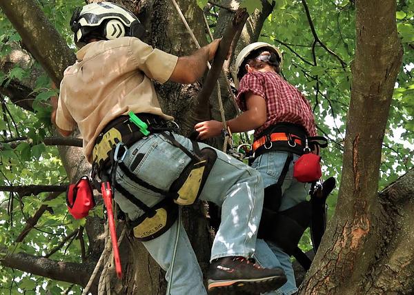 Tree Care services in Grant