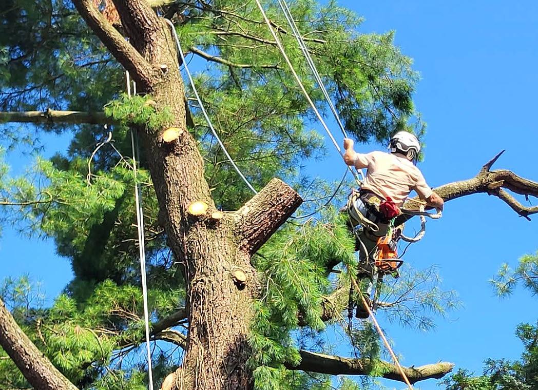 Tree Care services in Lahmansville