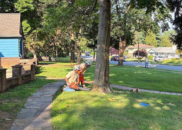 Tree Care services in Maysville