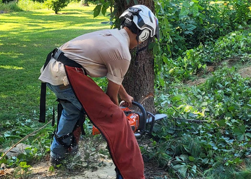 Tree Care services in Mount Storm