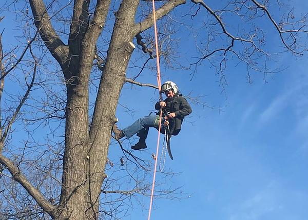 Tree Care services in Petersburg