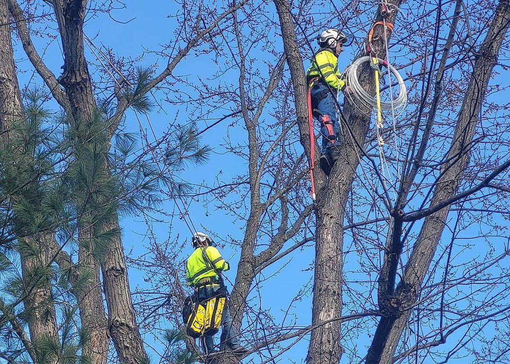 Woodlawn Tree Service professional tree service