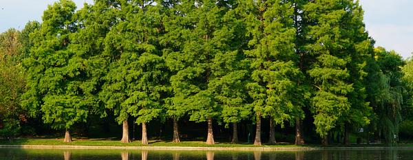 Bald Cypress