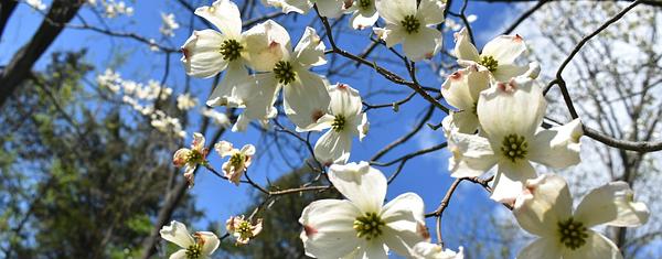 Dogwood
