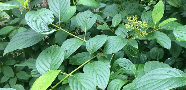 Dogwood (Yellow Twig)
