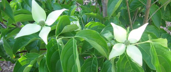 Dogwood (Kousa)