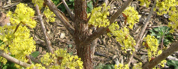 Dogwood, Japanese Cornel